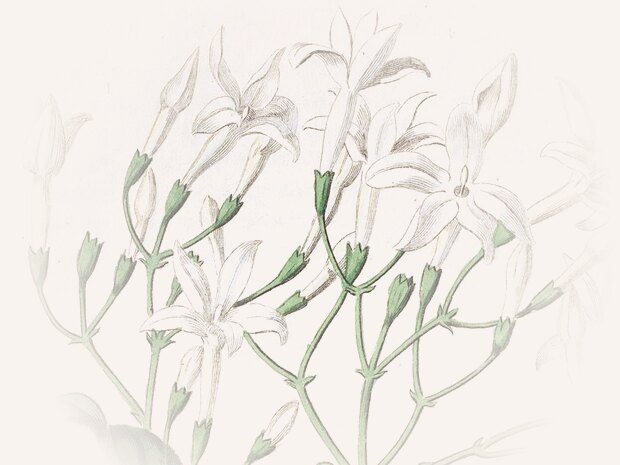 Ramillete de jazmín en flor, recorte de una lámina coloreada a mano del Botanical Register.